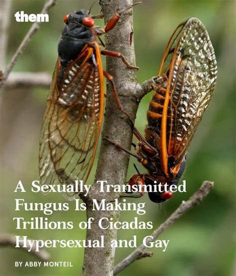 gay cicadas