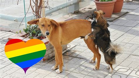 gay dogs mate