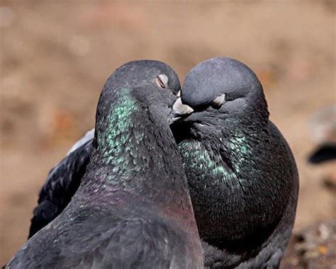 gay pigeon