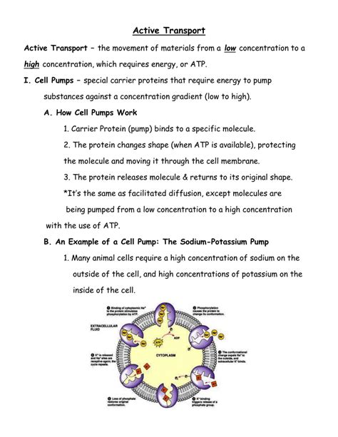 Gcse Active Transport Worksheets And Answers Tes Active Transport Worksheet Answers - Active Transport Worksheet Answers