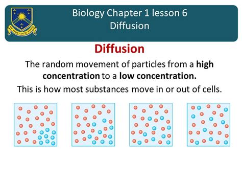 Gcse Biology 9 1 Diffusion Teaching Resources Biology Diffusion And Osmosis Worksheet - Biology Diffusion And Osmosis Worksheet