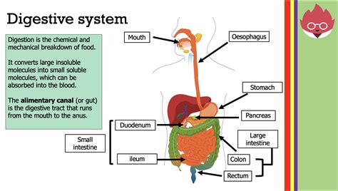 Gcse Biology 9 1 Digestive System Worksheet Amp The Human Digestive System Worksheet Answers - The Human Digestive System Worksheet Answers