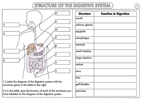 Gcse Biology Digestion Topic Resource Pack Updated Structure Of The Digestive System Worksheet - Structure Of The Digestive System Worksheet