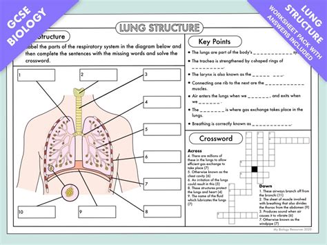 Gcse Biology Lung Structure Worksheet Pack Updated Lungs Of The Planet Worksheet - Lungs Of The Planet Worksheet