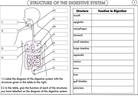 Gcse Biology The Digestive System Activity Worksheet Structure Of The Digestive System Worksheet - Structure Of The Digestive System Worksheet