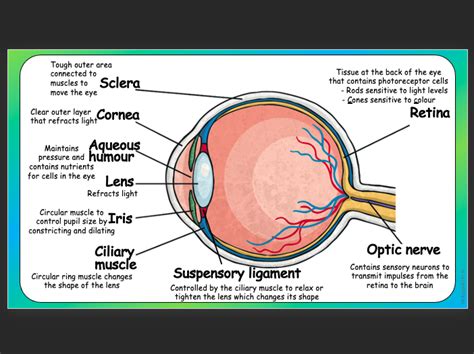 Gcse Biology The Eye Teaching Resources Structure Of The Human Eye Worksheet - Structure Of The Human Eye Worksheet