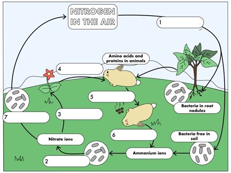 Gcse Biology The Nitrogen Cycle Teaching Resources The Nitrogen Cycle Student Worksheet Answers - The Nitrogen Cycle Student Worksheet Answers