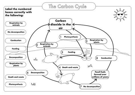 Gcse Carbon Cycle A4 Poster To Label Sample Carbon Cycle Worksheet Answer Key - Carbon Cycle Worksheet Answer Key