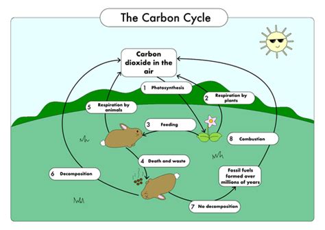 Gcse The Carbon Cycle Worksheet Teacher Made Twinkl Carbon Cycle Activity Worksheet - Carbon Cycle Activity Worksheet
