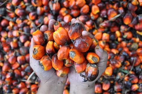gebruik palmolie