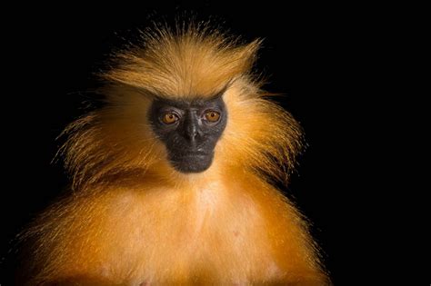 Gee Golden Langur