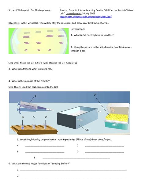 Read Gel Electrophoresis Virtual Lab Answer Sheet 