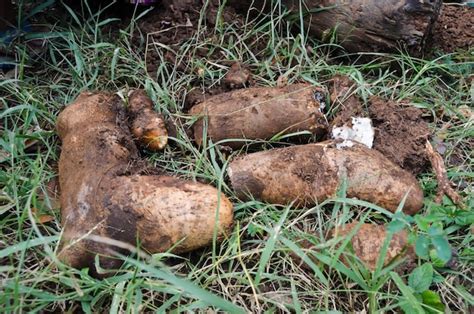 gembili | Khch sn gn Jl Gembili II No5