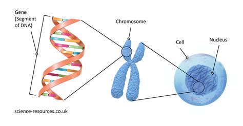 gemensamma dna segment