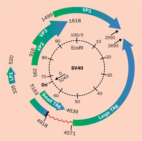 genbank sv40 genome sequence