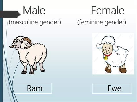 Gender Of Ewe