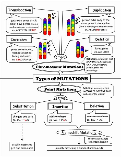 Gene And Chromosome Mutation Worksheet Chromosome Mutation Worksheet - Chromosome Mutation Worksheet