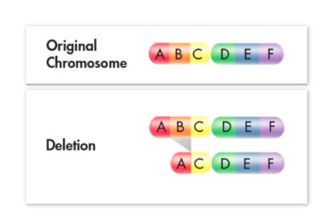 Gene And Chromosome Mutations Flashcards Quizlet Chromosomal Mutations Worksheet Answers - Chromosomal Mutations Worksheet Answers