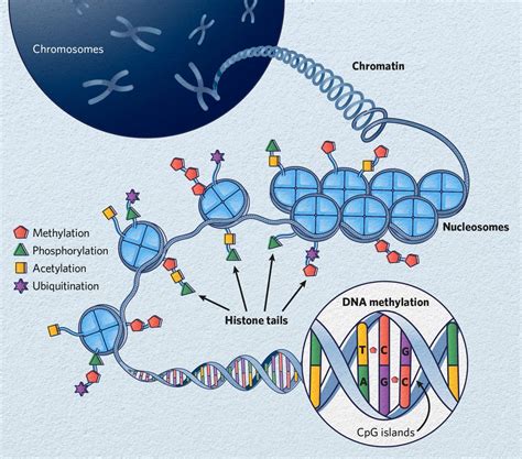 Gene Control
