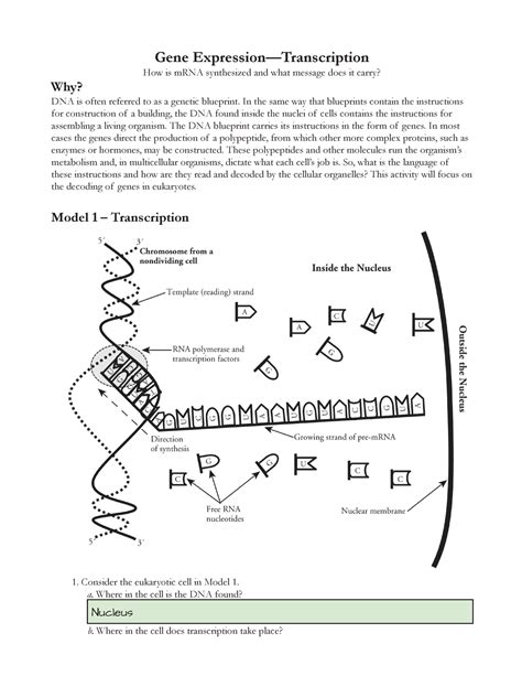 Gene Expression Worksheet Answers Top Answer Update Transcription Dna To Rna Worksheet Answers - Transcription Dna To Rna Worksheet Answers