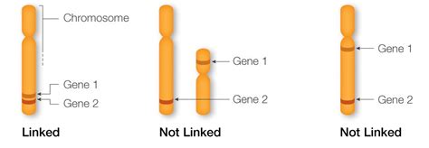 Gene Linkage Definition