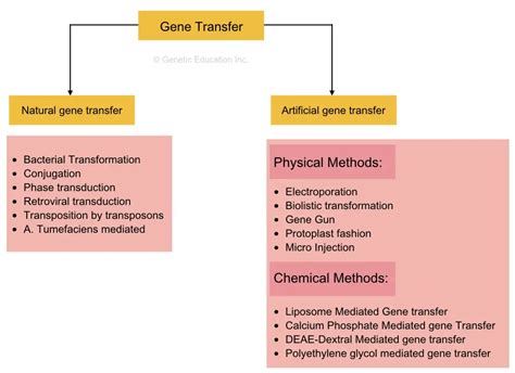 Gene Transfer Methods