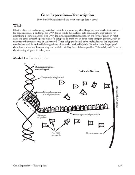 Download Gene Expression Transcription Answer Key 