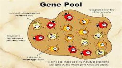 gene pool