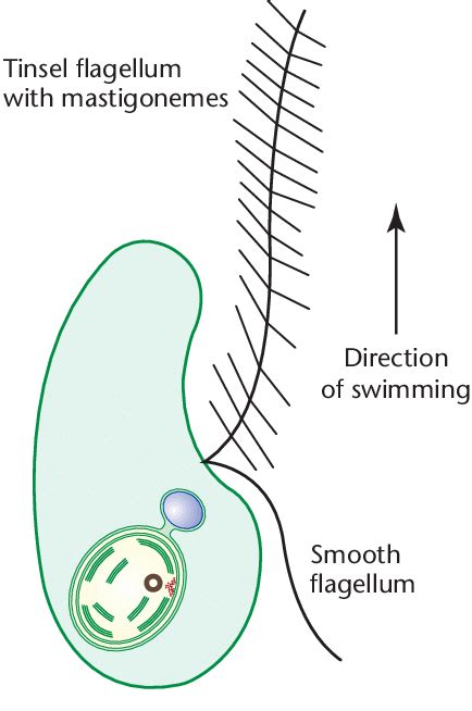 general characteristics of mastigomycotina
