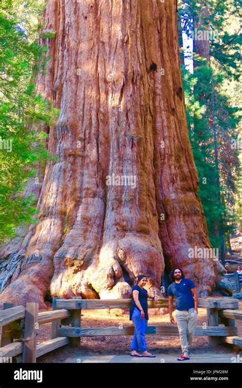 General Sherman Tree