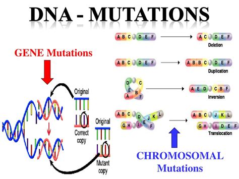 Genes Amp Mutations Video For Kids 6th 7th 8th Grade Genetics - 8th Grade Genetics