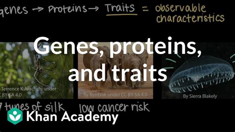 Genes Proteins And Traits Video Khan Academy Science Trait - Science Trait