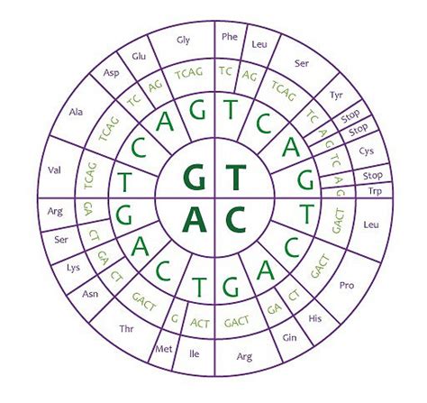 Genetic Code Wheel