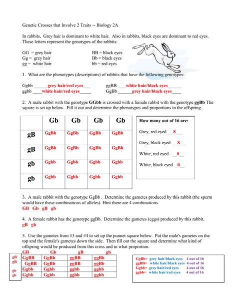 Genetic Crosses That Involve 2 Traits