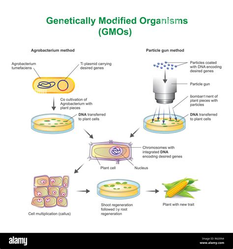 genetic engineering genetically modified organisms