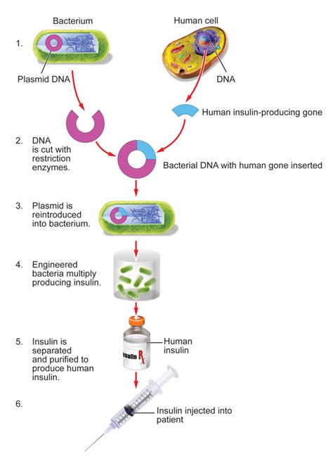 Genetic Engineering Process Flow Chart