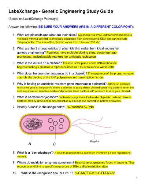 Genetic Engineering Study Guide Answer Key