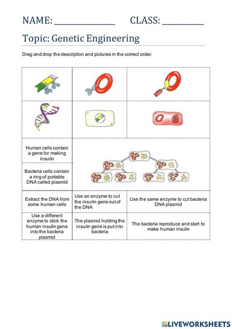 Genetic Engineering Worksheet