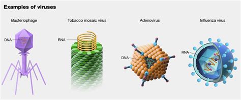 Genetic Material Of Virus