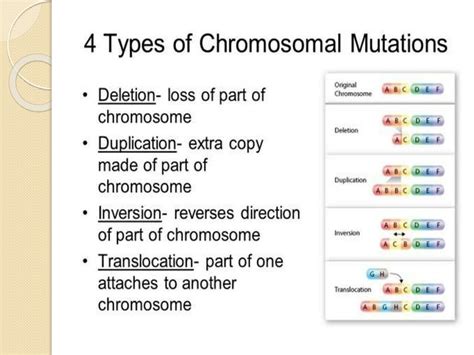 Genetic Mutations Overview Amp Types Mutations In Chromosomes Chromosomal Mutations Worksheet Answers - Chromosomal Mutations Worksheet Answers