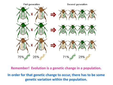 Genetic Variation Within Populations Study Guide Answers