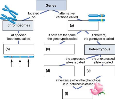 Read Online Genetic Disorders Concept Mapping Answers Key 