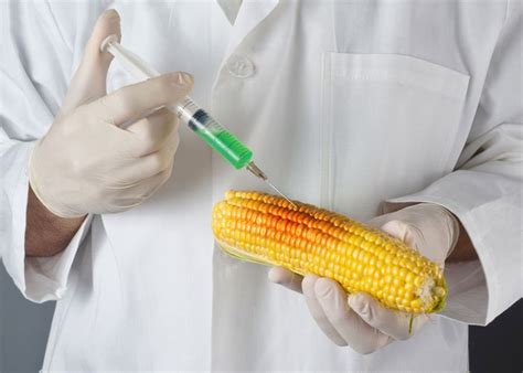 Read Genetic Engineering In Agriculture Examples 