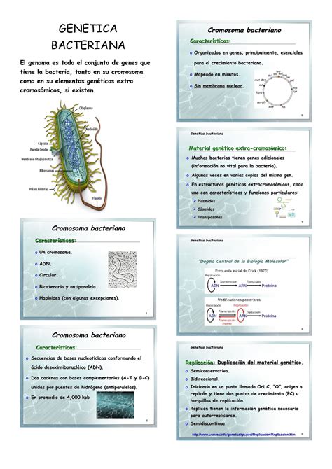 genetica bacteriana microbiologia pdf