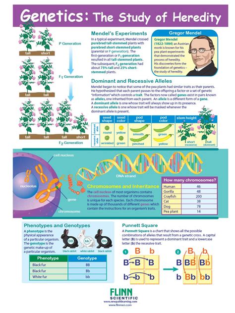 Genetics And Heredity Study Guide Answers