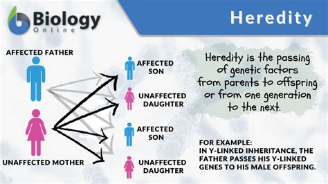 Genetics And Human Heredity Study Guide