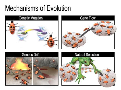 Genetics Of The Evolutionary Process