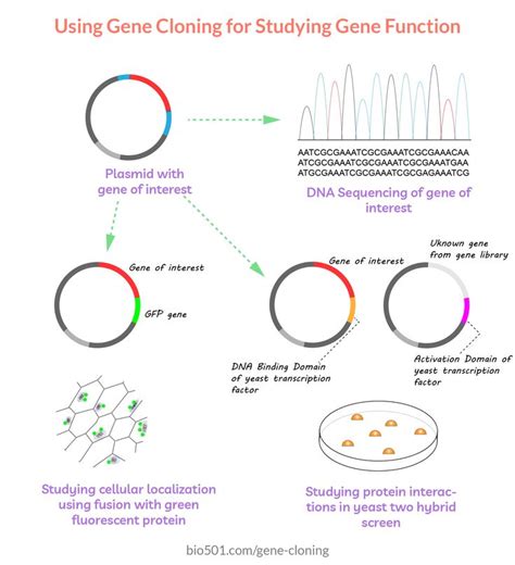 Genetics Science Learning Center Cloning Answer Key