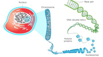 Genetics Webquest Science Learning Hub Chromosomes And Heredity Worksheet Answers - Chromosomes And Heredity Worksheet Answers