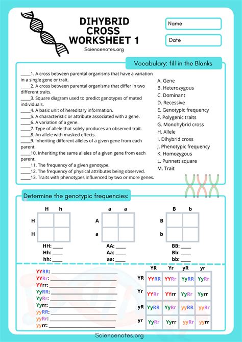 Genetics Worksheet
